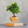 Levitating Bonsai Plant (Light)